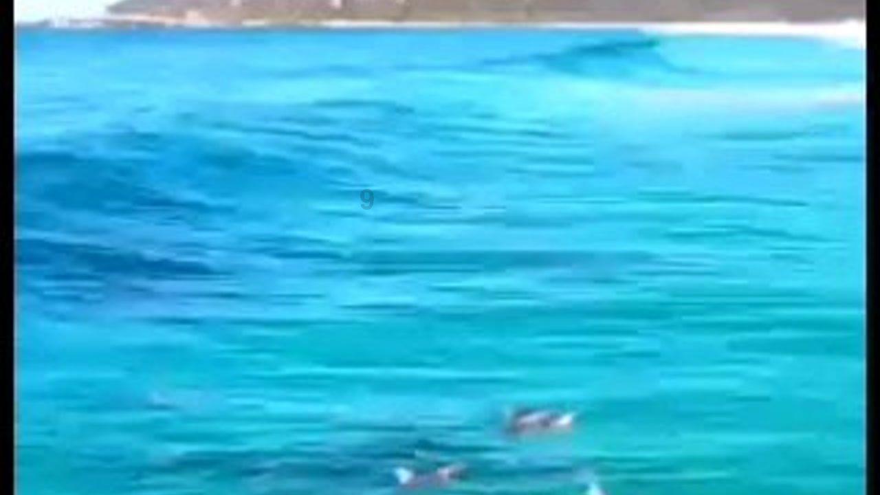 逗小猴开心系列208